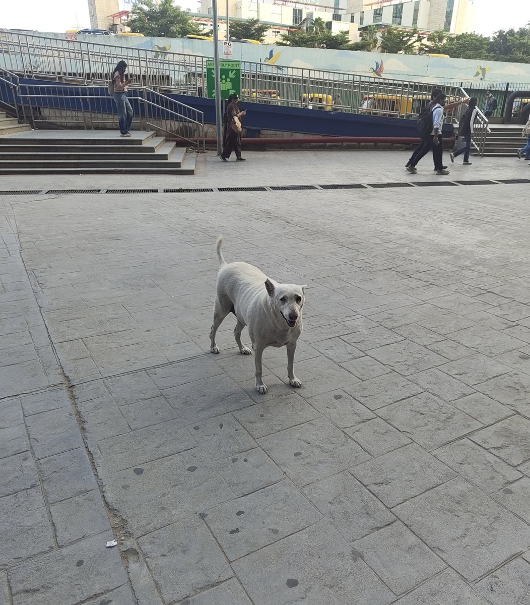stfu__sam's tweet photo. i have a submission for fat dogs of huda https://t.co/vQhp7lw2lf