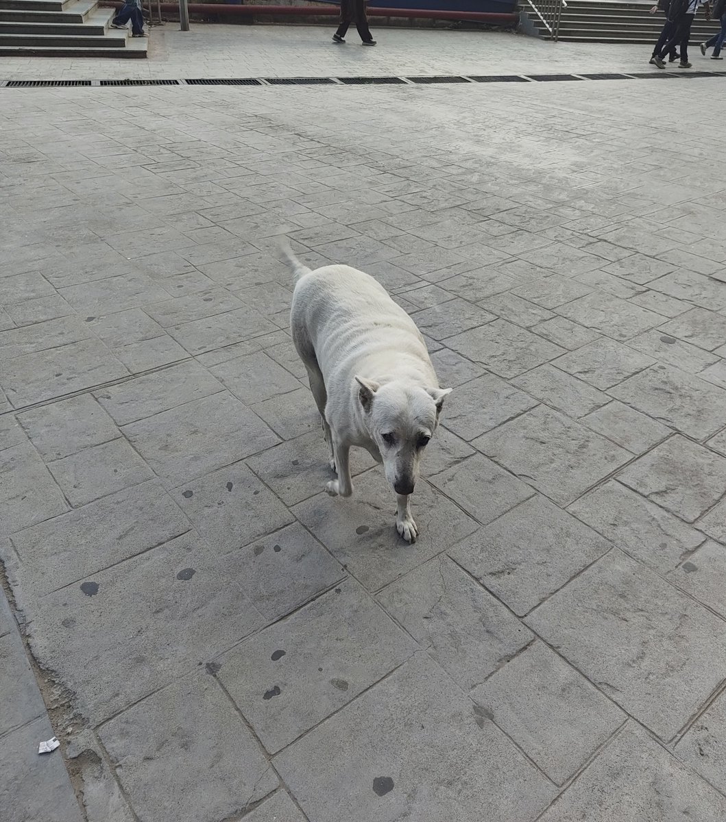 stfu__sam's tweet photo. i have a submission for fat dogs of huda https://t.co/vQhp7lw2lf