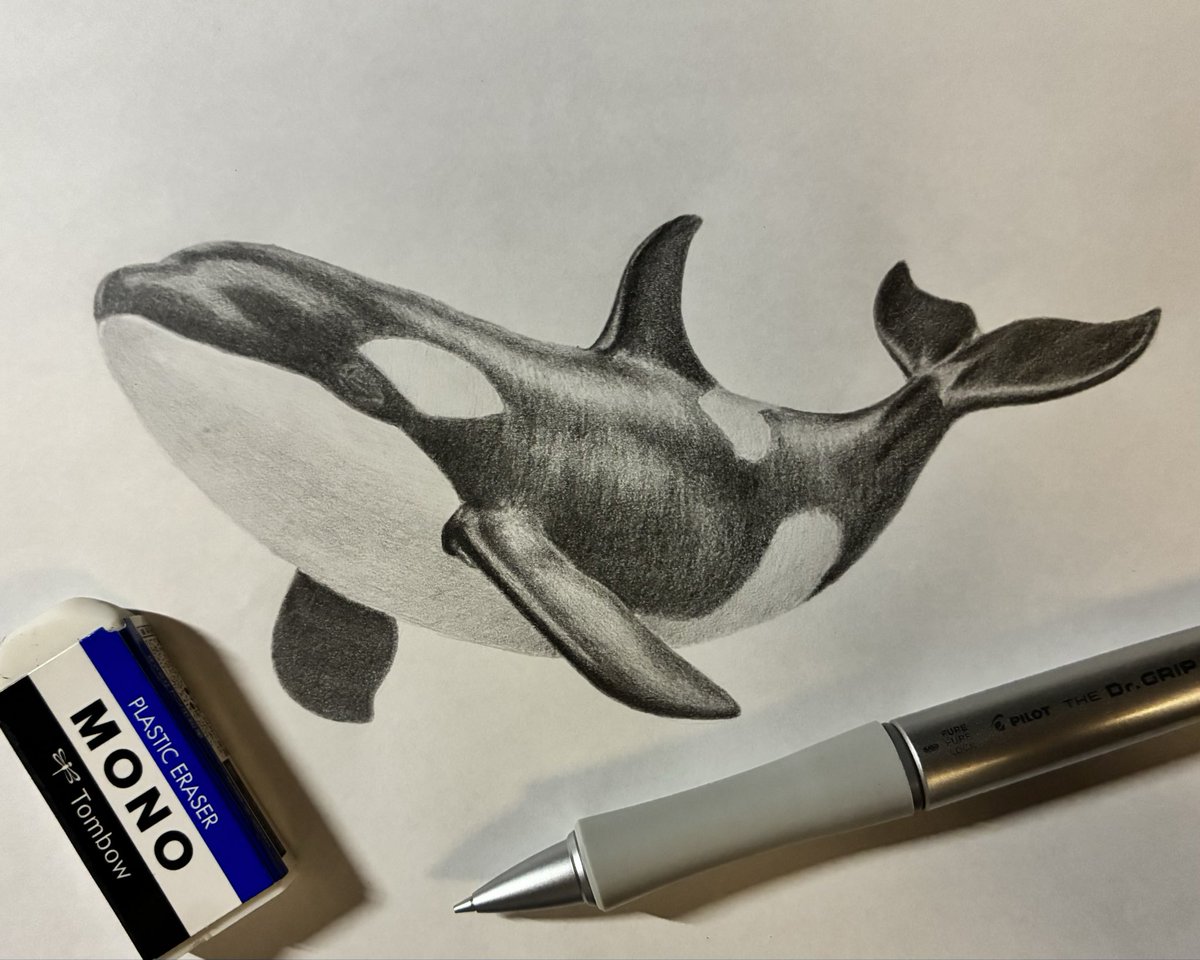 oshi_nobi_x's tweet photo. シャーペン画あるある
「描き終わった！」��て思っても、しばらくすると「なんか色うすいな？」ってなって描き終わらない
#シャーペン #模写 #シャチ https://t.co/5cpDL55G1W