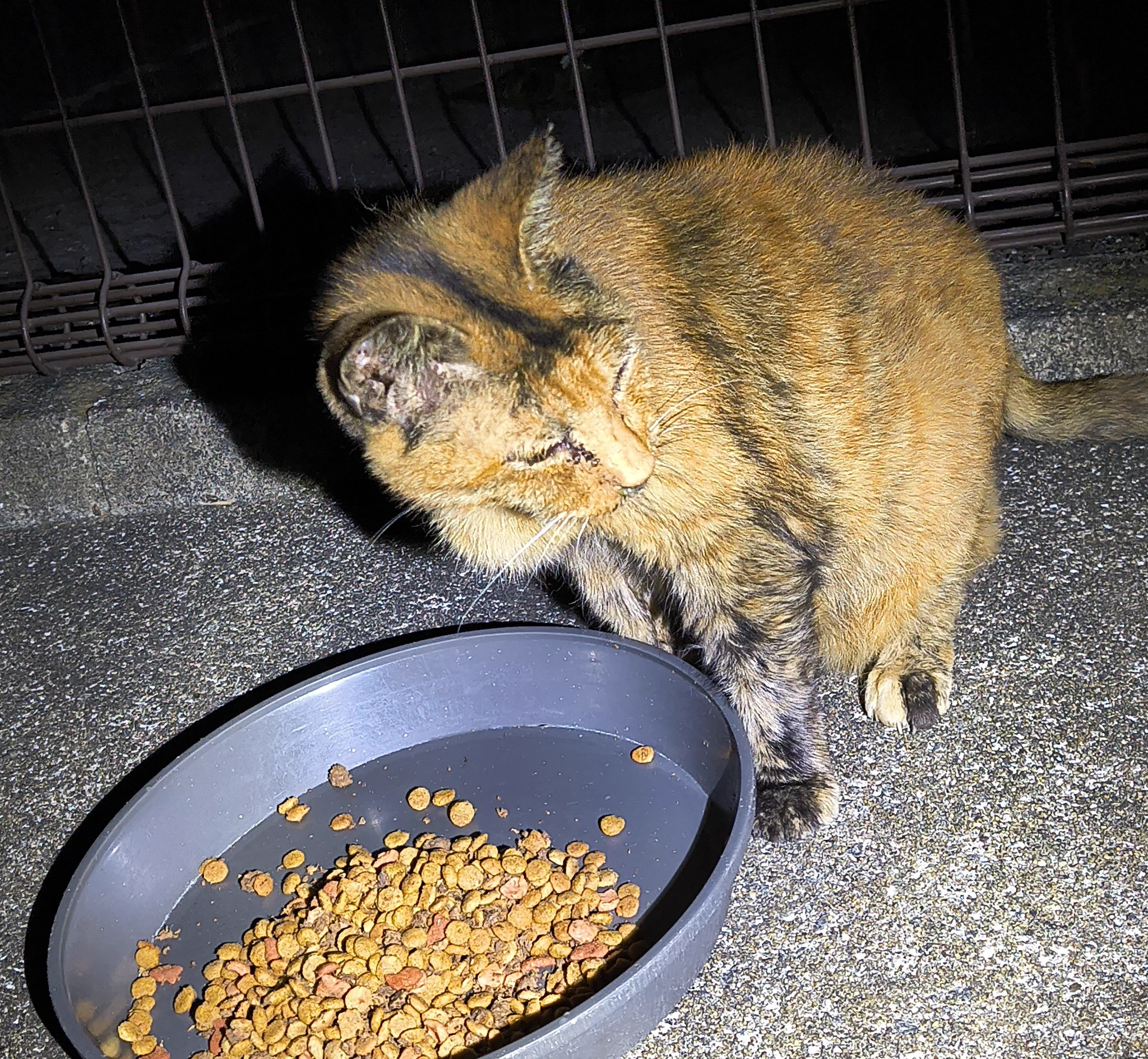 猫雑炊 のらねこ珈琲 on X: 