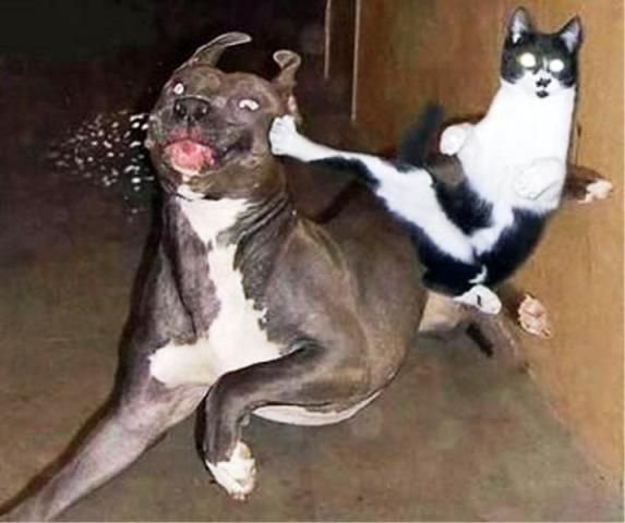 Dakara_San's tweet photo. NINGUÉM FALA MAL DE SDOL NA MINHA FRENTE QUE VAI LEVAR VOADORA 😡😡😡😡 https://t.co/hjI4XX0GQw