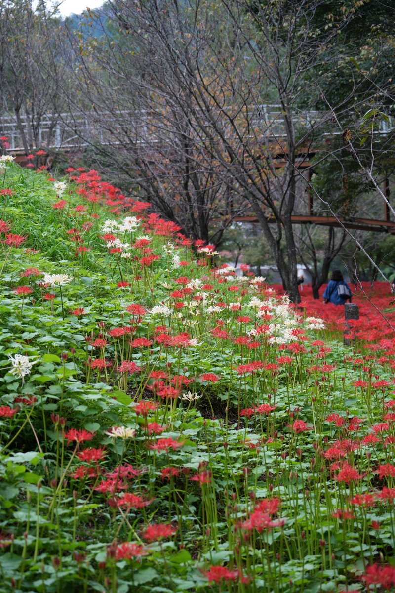 r_ichiro's tweet photo. 今日の巾着田。
彼岸花（曼殊沙華）はちょうど見頃だった。早咲きはしおれているけど、遅咲きは蕾が残っている。 https://t.co/v9e76KLW27