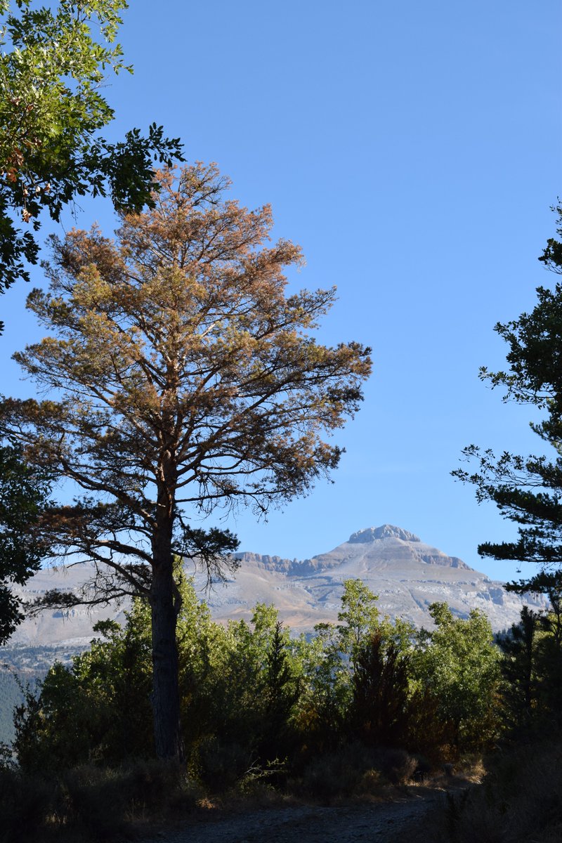 penasmeneras's tweet photo. La situación meteorológica de este verano en el Pirineo aragonés es realmente extraordinaria. El que tenga dudas que le pregunte a los árboles de nuestros montes. Este pino silvestre de Villanúa ha visto muchas sequias en su vida, pero es ésta de 2026 la que lo ha matado (🧵1/6) https://t.co/jpdNyBprK8