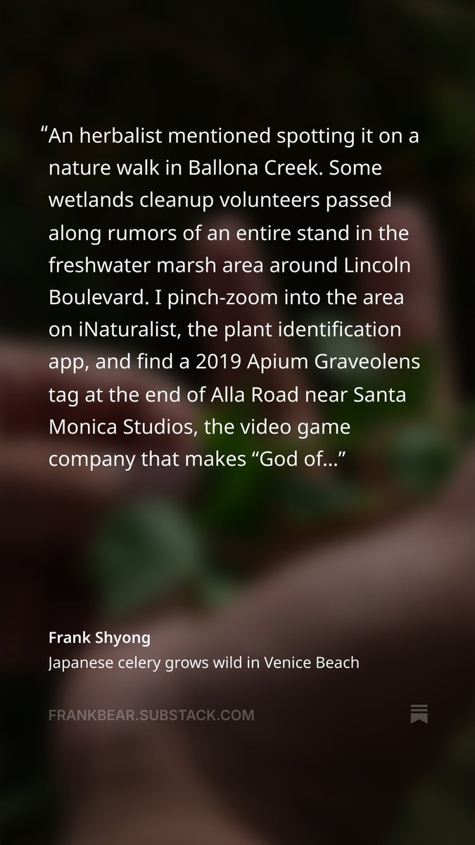 frankshyong's tweet photo. Japanese Americans grew most of the state’s celery once in Venice Beach. I found some still growing wild in Ballona Creek this past weekend and wrote about it in Lunch Box. https://t.co/UulQ8w9oq2 https://t.co/dHu4NQUloj