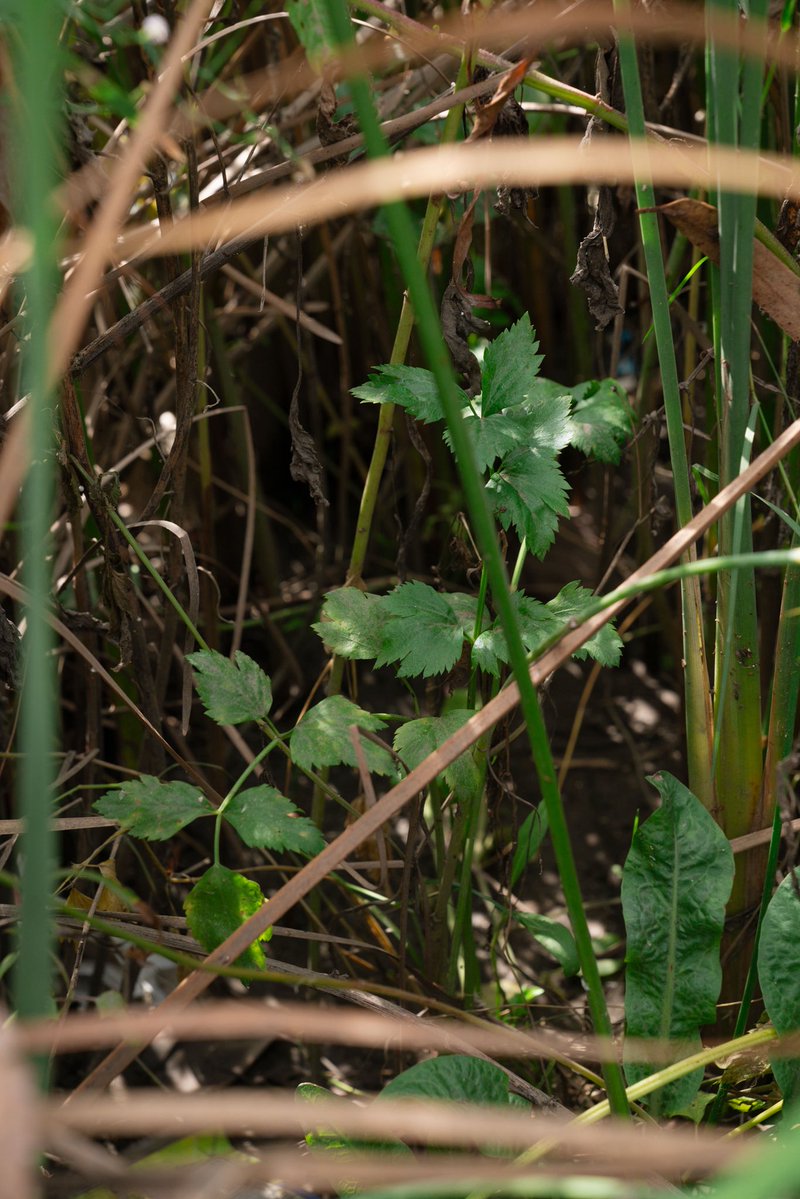 frankshyong's tweet photo. Japanese Americans grew most of the state’s celery once in Venice Beach. I found some still growing wild in Ballona Creek this past weekend and wrote about it in Lunch Box. https://t.co/UulQ8w9oq2 https://t.co/dHu4NQUloj
