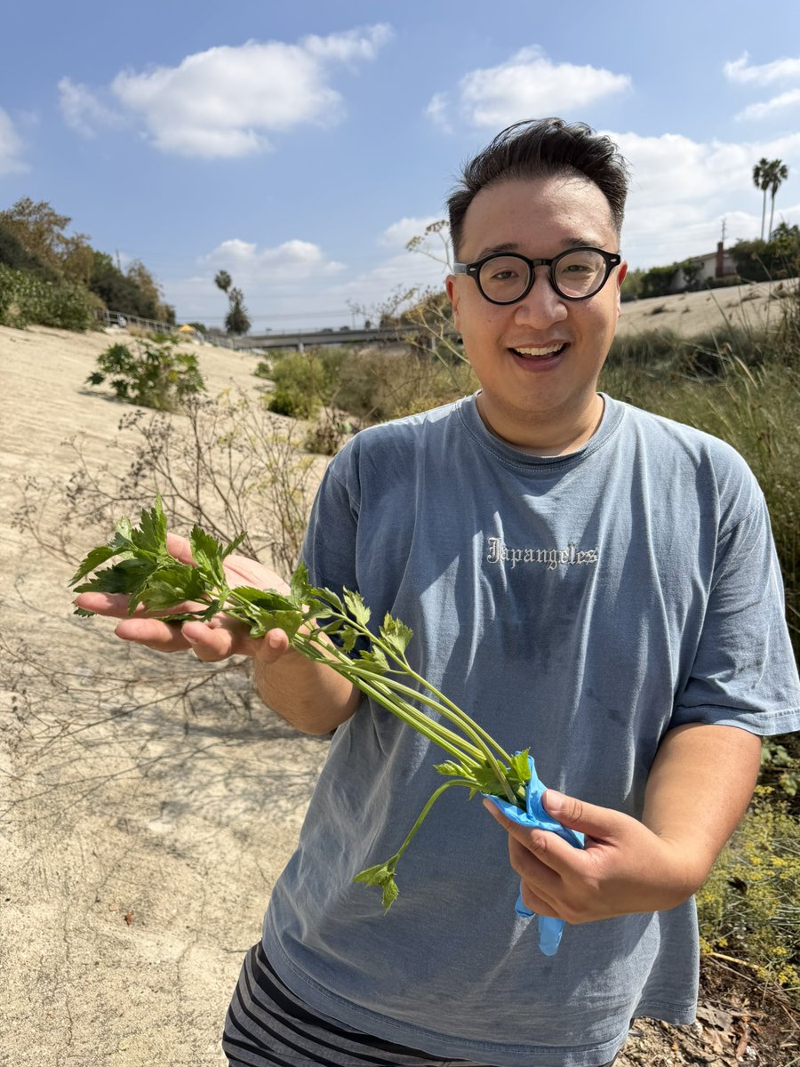 frankshyong's tweet photo. Japanese Americans grew most of the state’s celery once in Venice Beach. I found some still growing wild in Ballona Creek this past weekend and wrote about it in Lunch Box. https://t.co/UulQ8w9oq2 https://t.co/dHu4NQUloj