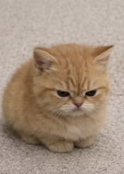 auausaveee's tweet photo. grump meow 😾 https://t.co/mfye2SzVZN