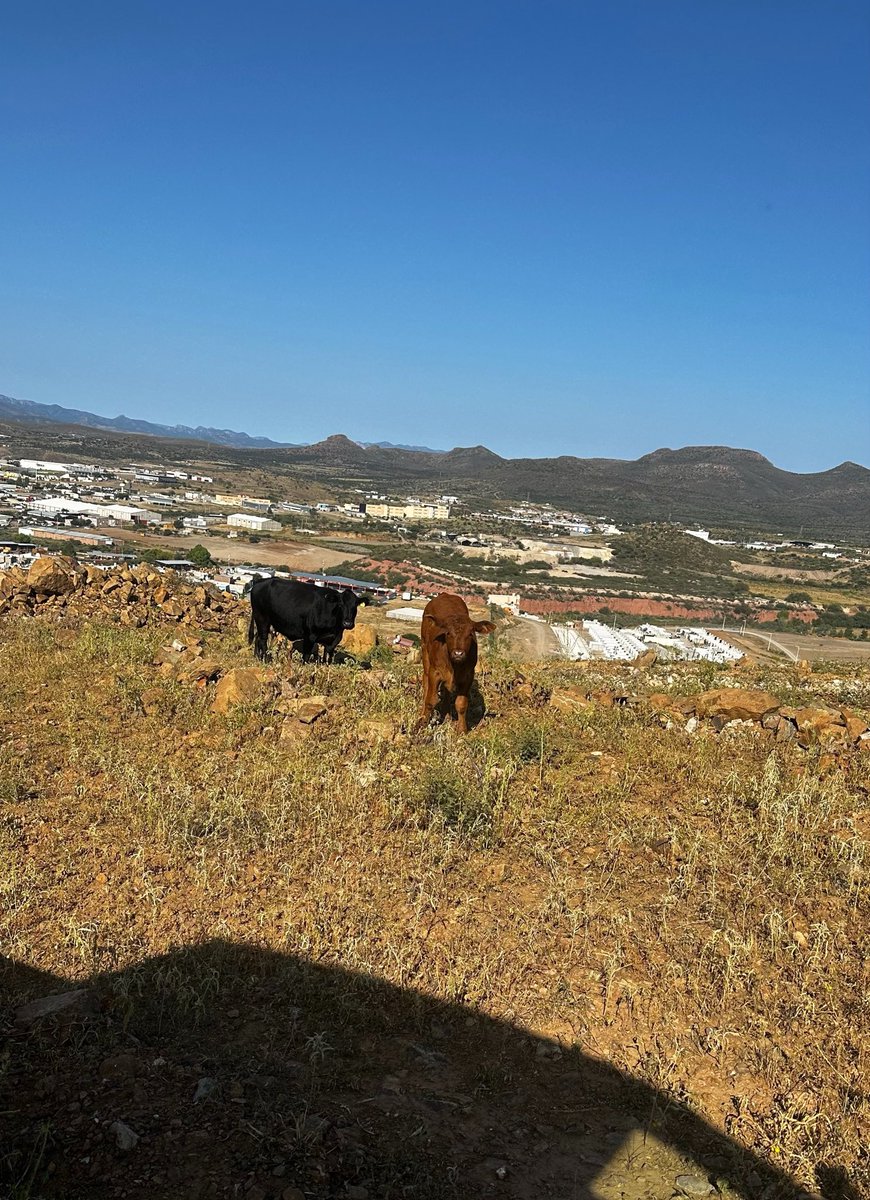 Daniel_Blanco01's tweet photo. Este quería adopción🐮😜 https://t.co/lhIeV5M2ge
