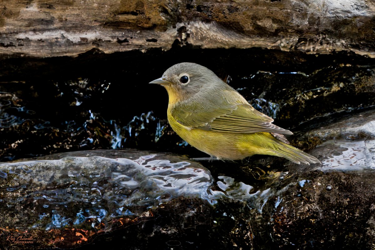 raychiarello's tweet photo. Nashville Warbler seen in my backyard again this morning.
#Birds #MyBirdPic #Birding #BackyardBirding #BirdTwitter #ElPaso #Texas https://t.co/c1WgWnV5rW