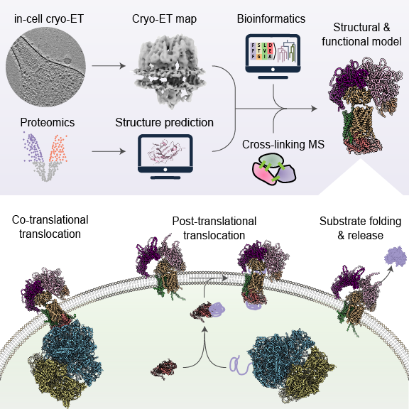 RasmusK_Jensen's tweet photo. 🎉 Out today in Cell: the paper I've been looking forward to sharing for a long time 🎉

We used cryo-ET to find a molecular machine nobody knew existed on the surface of a minimal bacterium, and worked out what it does.

🧵(1/6) #TeamTomo #cryoET https://t.co/oKhDPiQelO