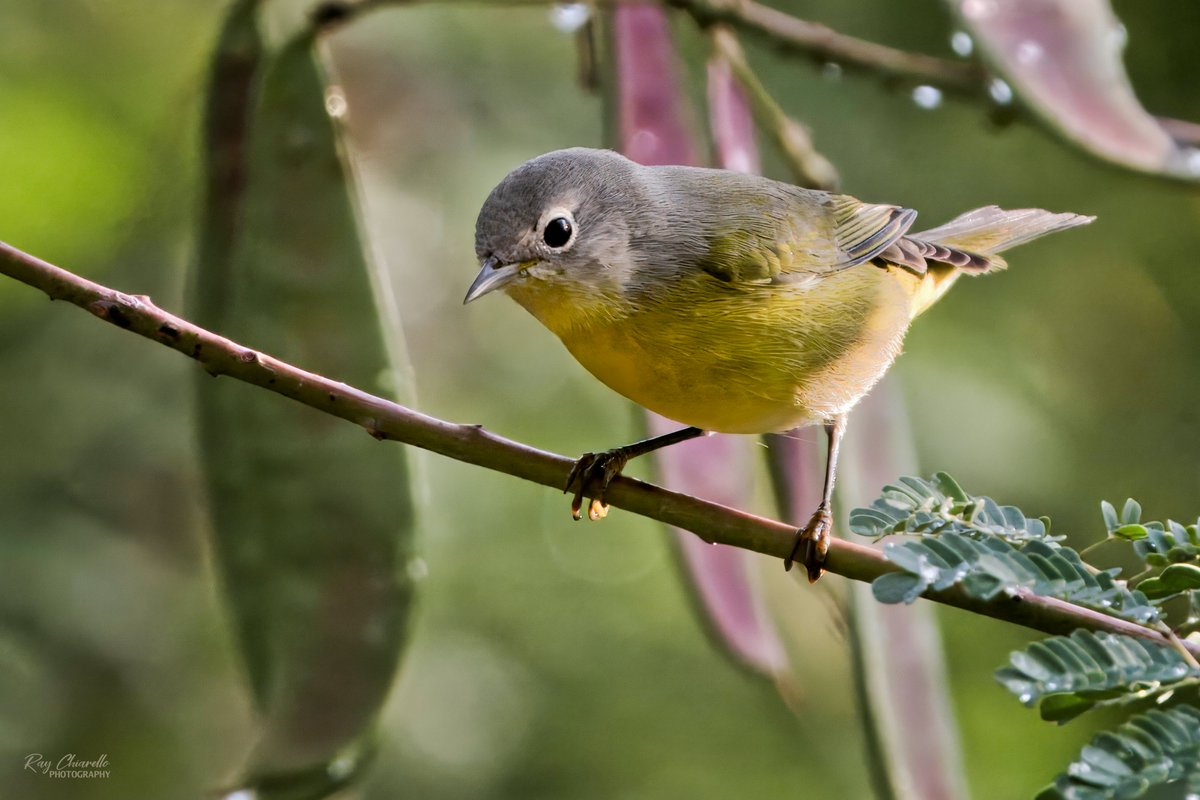 raychiarello's tweet photo. Nashville Warbler seen in my backyard again this morning.
#Birds #MyBirdPic #Birding #BackyardBirding #BirdTwitter #ElPaso #Texas https://t.co/c1WgWnV5rW