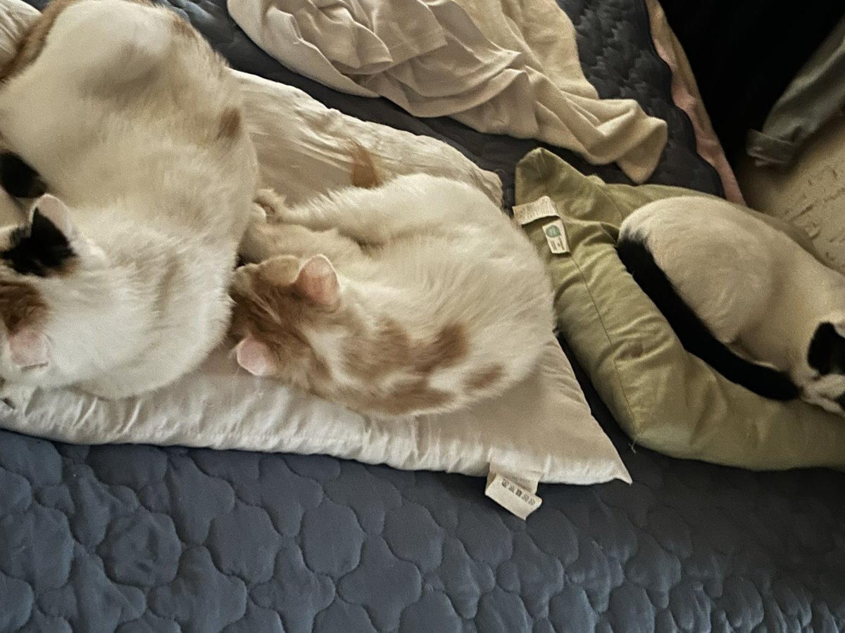 smilesmilehapy's tweet photo. 今日は
つぶあん🐈みたらし🐈
しろ🐈が占領中😂
枕は猫のベッドになったw https://t.co/njvcqSgQmF