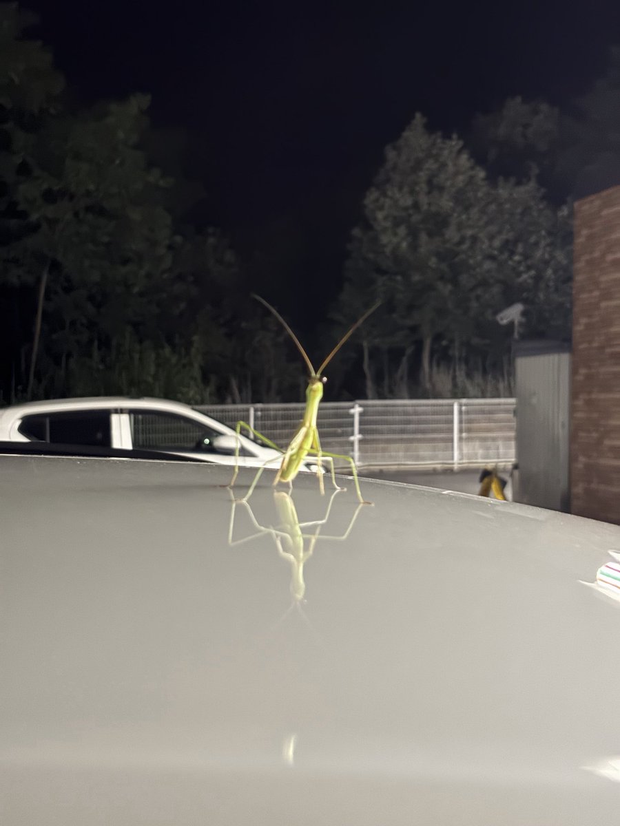 swift_normal tweet picture