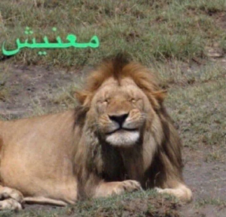 xxc7o's tweet photo. @Lolo6_7_ @seraphvir هجت معي شوي معنيش https://t.co/WLF8MroCfS