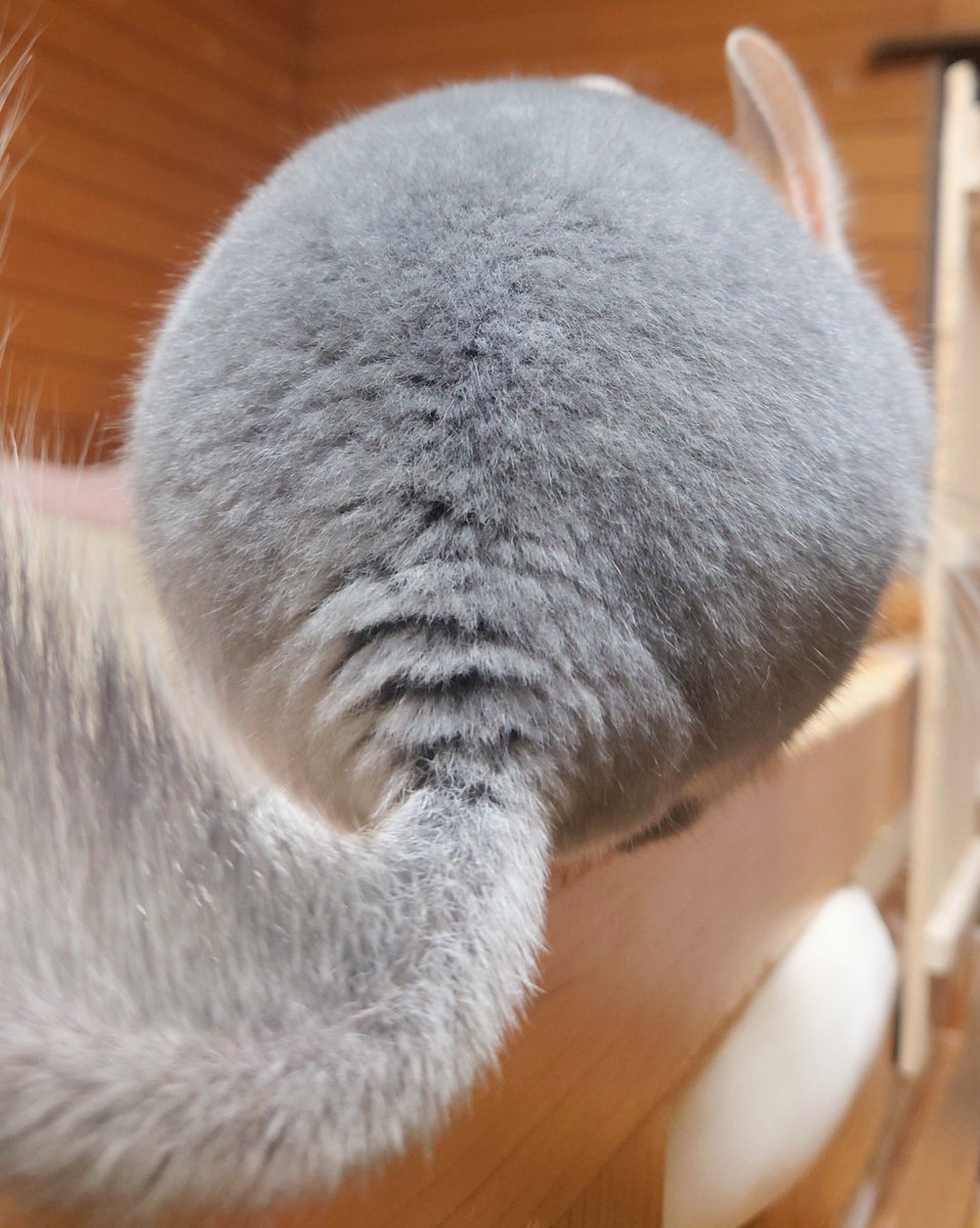 ssmr_0909's tweet photo. 中秋の名月🐭

 #チンチラ https://t.co/igN8pvNSqB