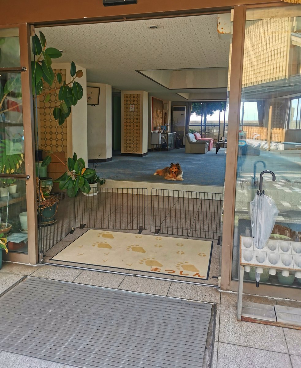 harapekoUKI's tweet photo. こないだの伊勢鳥羽の思い出ぜんぶ出したと思ったけどもう一つだけあった⋯
二見浦歩いてて泊まってみたいなと思ったお宿🐕️ https://t.co/PsKkn0PZ01