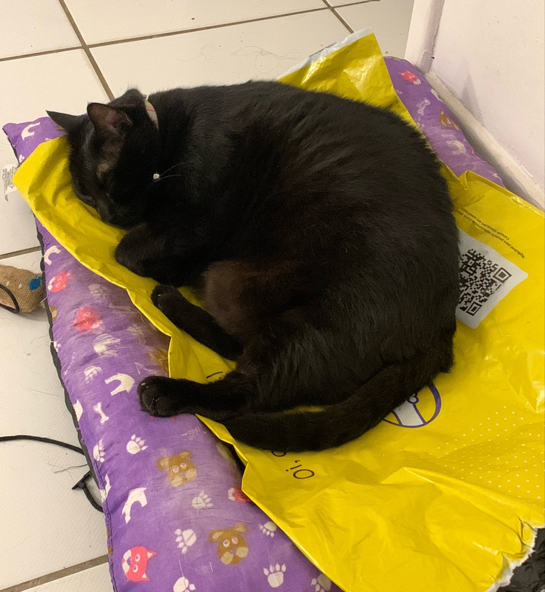 burnoutinhspurs's tweet photo. fizemos uma compra no mercado livre no começo do mês e desde então minha gata só quer dormir no pacote KKKKKKKK

a gente tentou tirar mas ela fica miando de frente pra cama e sem a embalagem ela se recusa a deitar

estamos a DIAS com ela dormindo na embalagem

gata louca meu pai https://t.co/PJvMnwQvRt