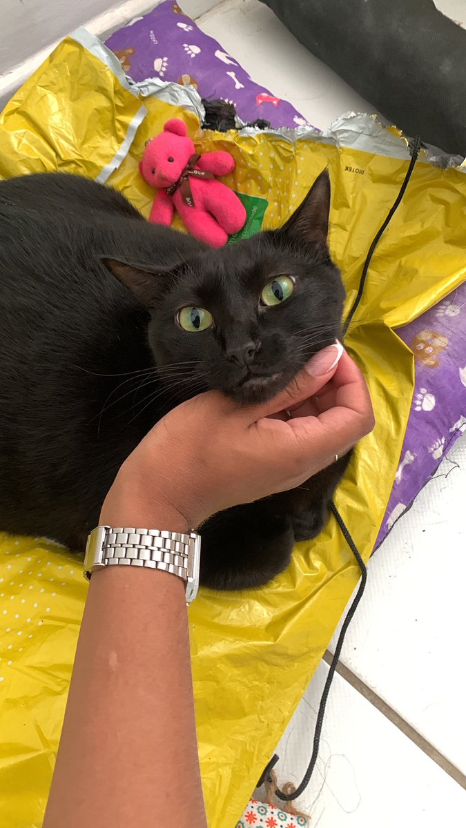 burnoutinhspurs's tweet photo. fizemos uma compra no mercado livre no começo do mês e desde então minha gata só quer dormir no pacote KKKKKKKK

a gente tentou tirar mas ela fica miando de frente pra cama e sem a embalagem ela se recusa a deitar

estamos a DIAS com ela dormindo na embalagem

gata louca meu pai https://t.co/PJvMnwQvRt