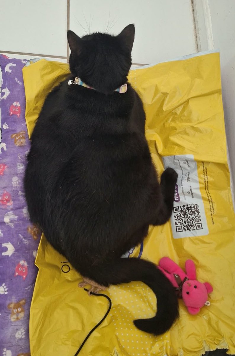 burnoutinhspurs's tweet photo. fizemos uma compra no mercado livre no começo do mês e desde então minha gata só quer dormir no pacote KKKKKKKK

a gente tentou tirar mas ela fica miando de frente pra cama e sem a embalagem ela se recusa a deitar

estamos a DIAS com ela dormindo na embalagem

gata louca meu pai https://t.co/PJvMnwQvRt