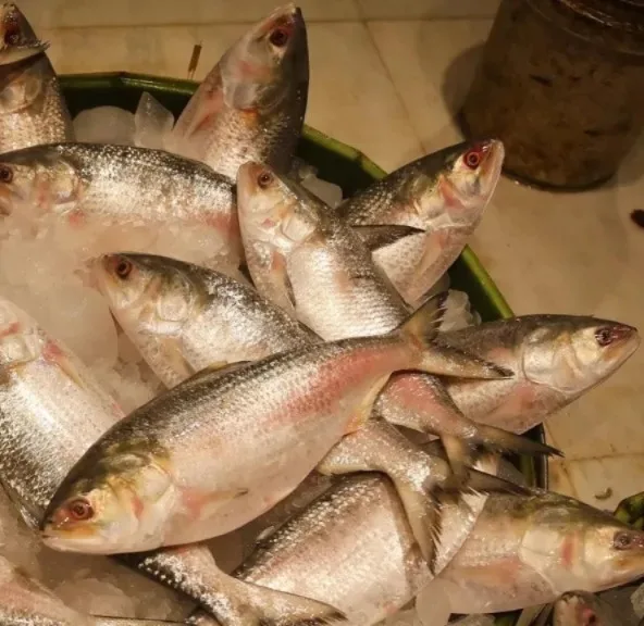 shorts_91's tweet photo. Bangladesh halts Hilsa imports from India and is unlikely to export the prized fish to Kolkata this Durga Puja.
Read more on, https://t.co/1t0IkPfDUa
#Bangladesh #Hilsa #DurgaPujo #Export #Business https://t.co/m3pyt65Y2M