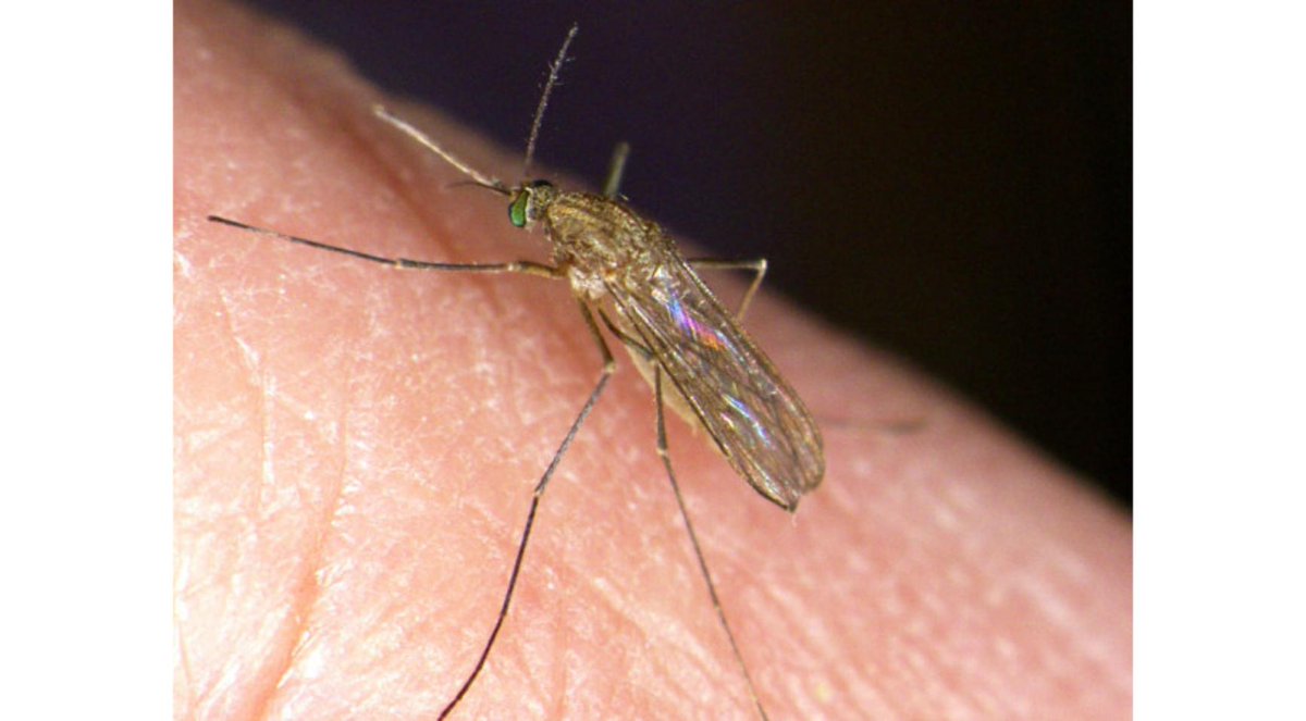 SIMV_RP's tweet photo. 🦟🇳🇱 Forte progression du virus #WestNile aux Pays-Bas :
➡️ 16 nouveaux cas humains en une semaine
Chez les chevaux :
➡️ 48 nouvelles infections en une semaine
https://t.co/ipbJmlZQIj https://t.co/0go9ztqWIs