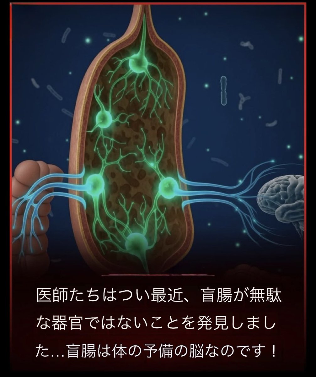 macaronmacaro15's tweet photo. 「役立たず」じゃなかった？虫垂の意外な役割👇😋✨

・🦠腸内細菌の“保管庫”として働く可能性
・🛡️腸の免疫にも関わる
・🌿腸内環境の回復を助ける可能性
・🧠脳を守る働きは、まだ確認されていません

小さな虫垂にも大切な役割がありそうです😊 https://t.co/OQfzirqyiQ