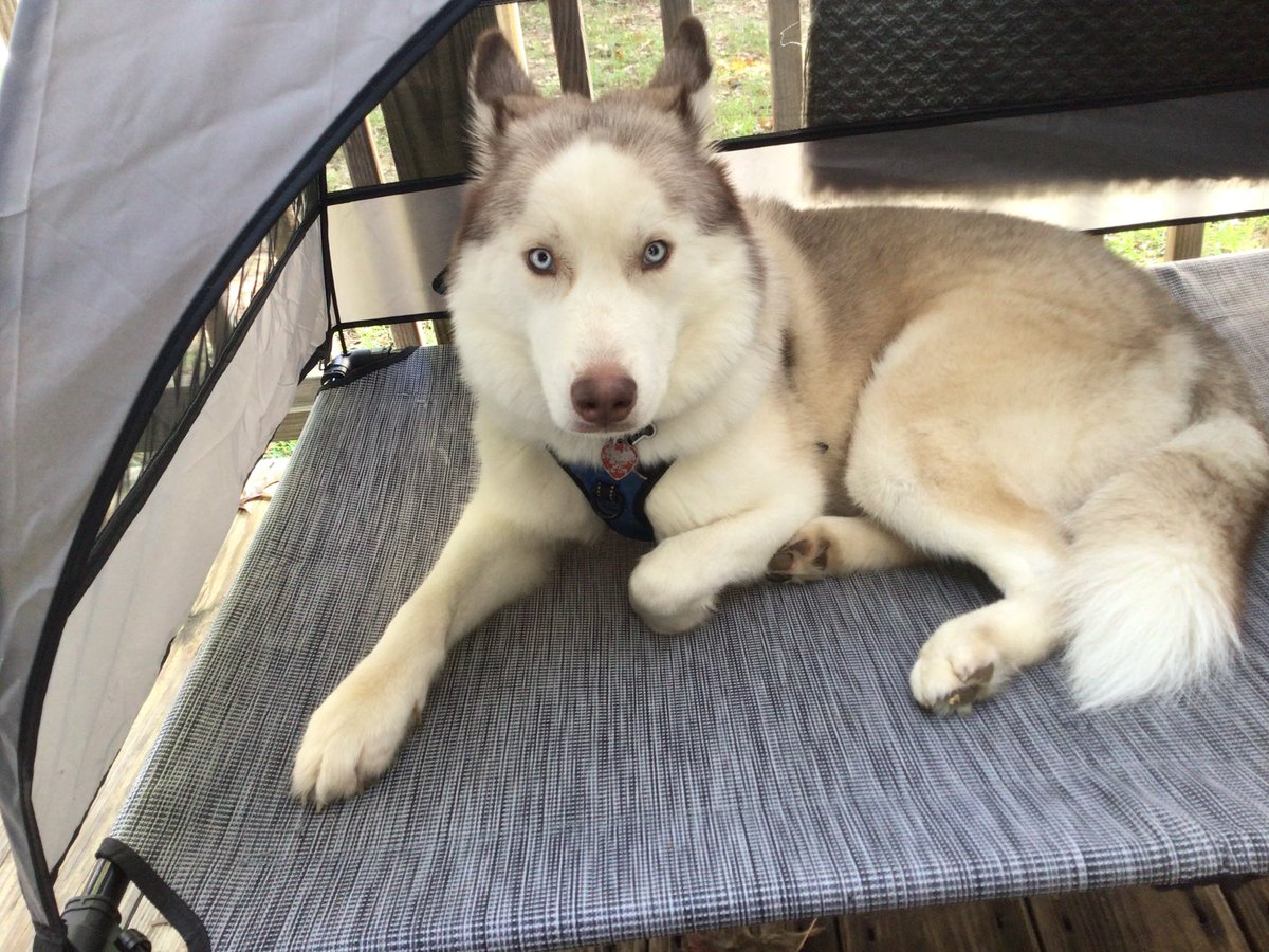 USAttyPirro's tweet photo. This is Ice, the defenseless Husky who was stolen and executed. We indicted three defendants for their roles in a calculated scheme to terrorize and extort his owner.

As alleged in our indictment, these defendants conspired to intimidate and coerce the victim over a dispute involving a vehicle, ultimately taking his innocent dog hostage and executing him.

We will speak for Ice and for all the dogs who cannot speak for themselves. Animal cruelty and violent extortion are serious federal crimes, and my office will pursue accountability to the fullest extent of the law.