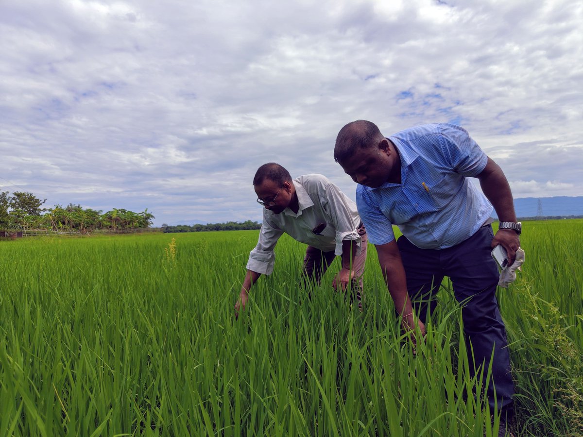 Pijush_hazarika's tweet photo. Our farmers' hard work will not go to waste. 

Teams are on the ground right now - spraying and distributing chemicals to control the swarming caterpillar outbreak and protect the crops.

We stand with our farmers, every step of the way.

📍 Sonai, Cachar https://t.co/Lr0wxrfA1L