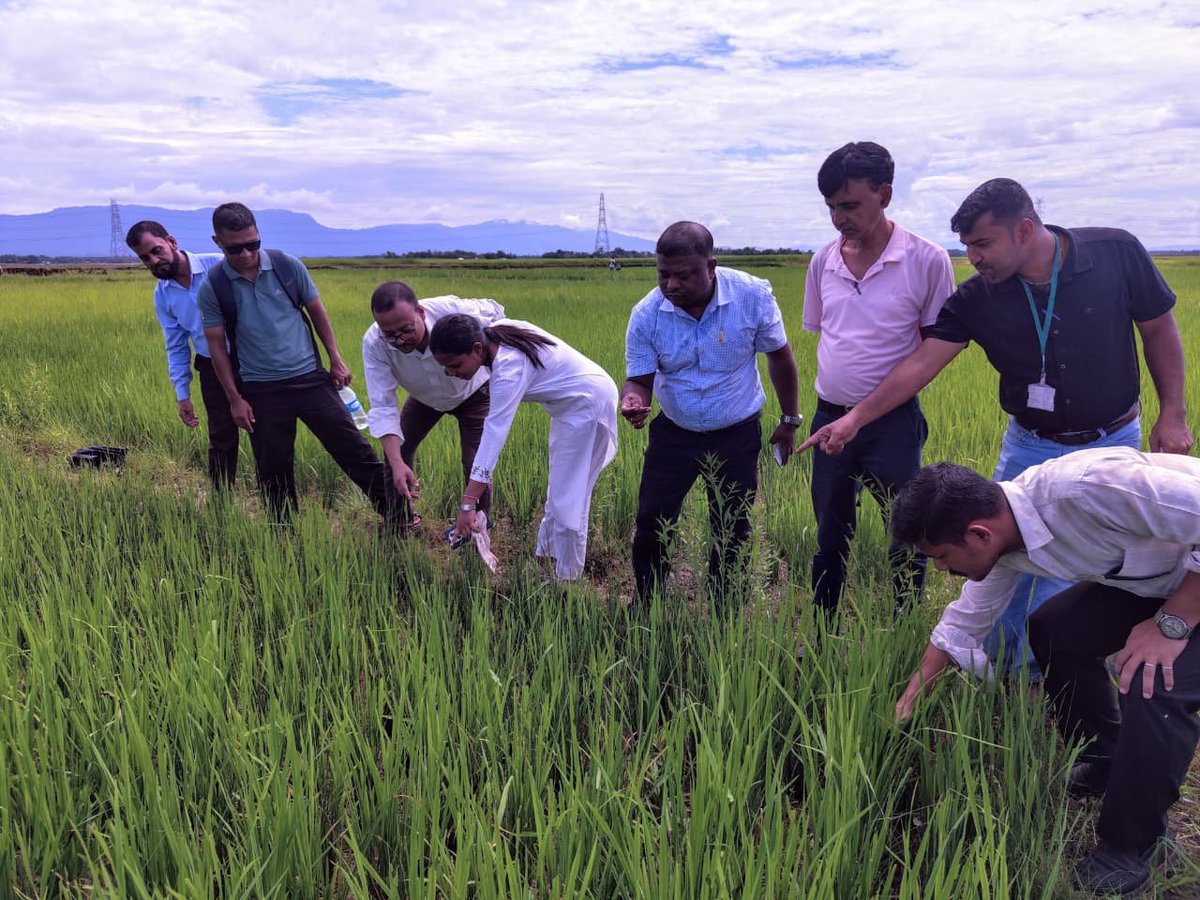 Pijush_hazarika's tweet photo. Our farmers' hard work will not go to waste. 

Teams are on the ground right now - spraying and distributing chemicals to control the swarming caterpillar outbreak and protect the crops.

We stand with our farmers, every step of the way.

📍 Sonai, Cachar https://t.co/Lr0wxrfA1L