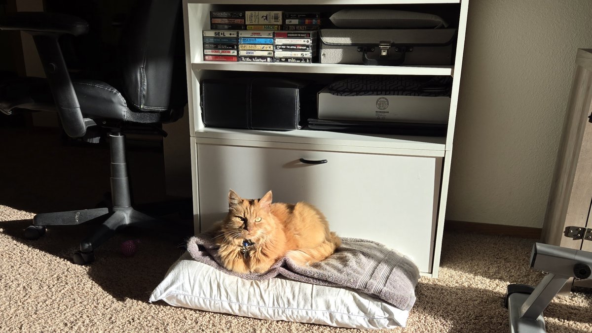JasonStiff's tweet photo. Just had treats, now sunshine, comfy towel, old pillow. Feline Friday: Life is good.
#cat #cats #orangecat #gingercat #seniorcat #Shylo #girlcat #FelineFriday #Friday #lifeisgood https://t.co/3G5DXeJ1BP