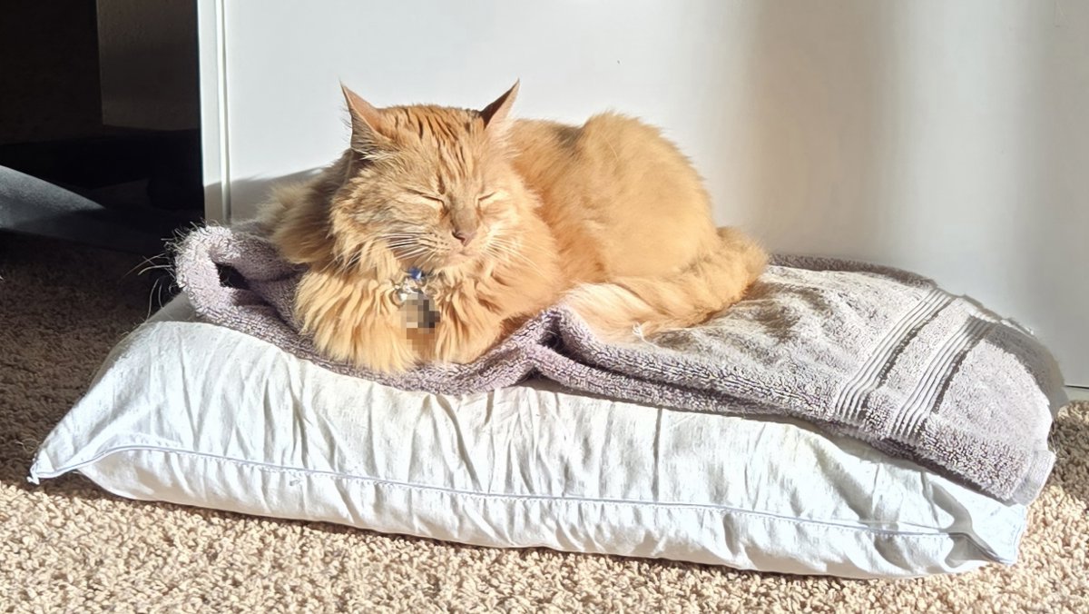 JasonStiff's tweet photo. Just had treats, now sunshine, comfy towel, old pillow. Feline Friday: Life is good.
#cat #cats #orangecat #gingercat #seniorcat #Shylo #girlcat #FelineFriday #Friday #lifeisgood https://t.co/3G5DXeJ1BP