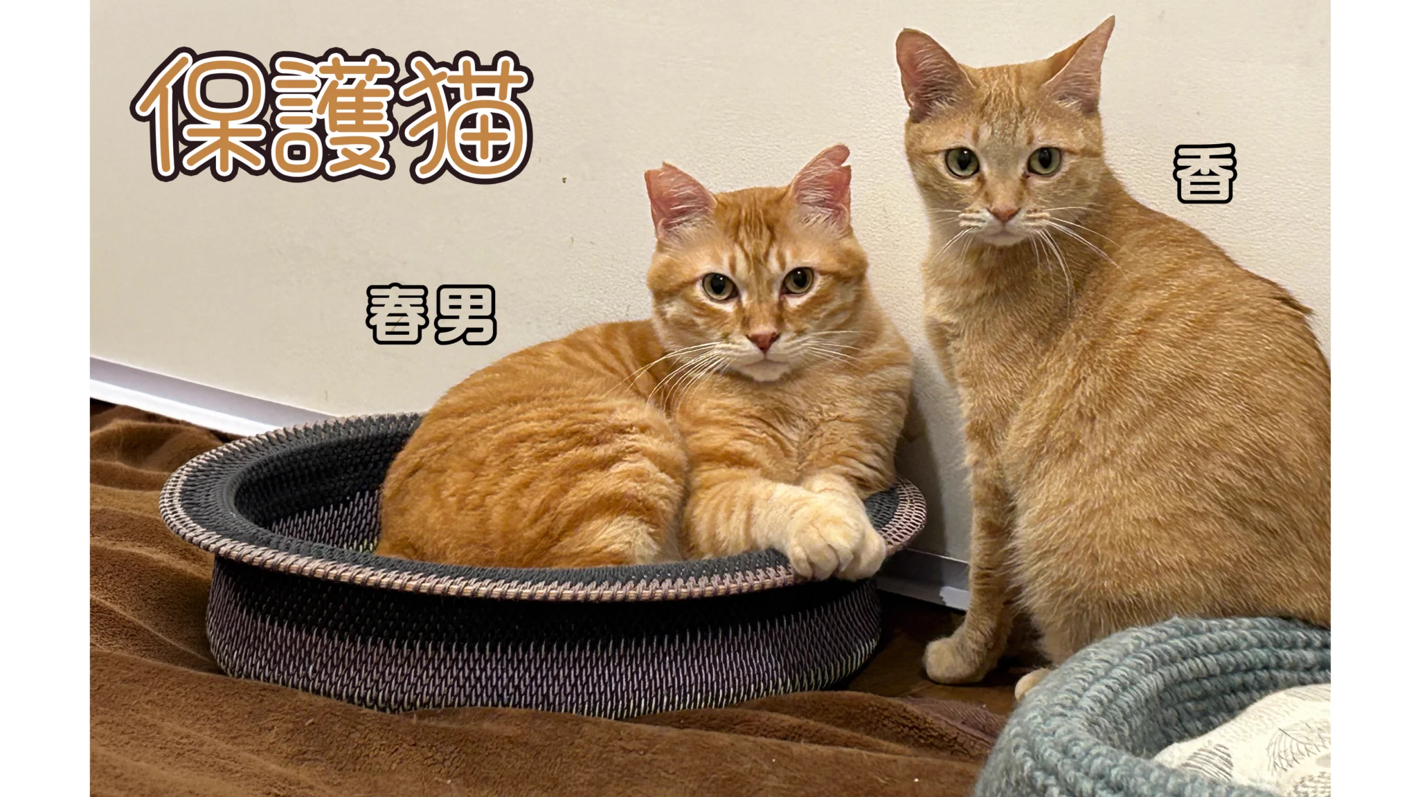 にゃっ展+にゃん太通販+にゃんにゃんBOX+猫十字 on X: 