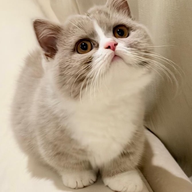 FlorencioLceuj's tweet photo. Fiona from Litter “S”—thank you for sharing, Sneaky Palace Cattery! https://t.co/DIlES3RWXF