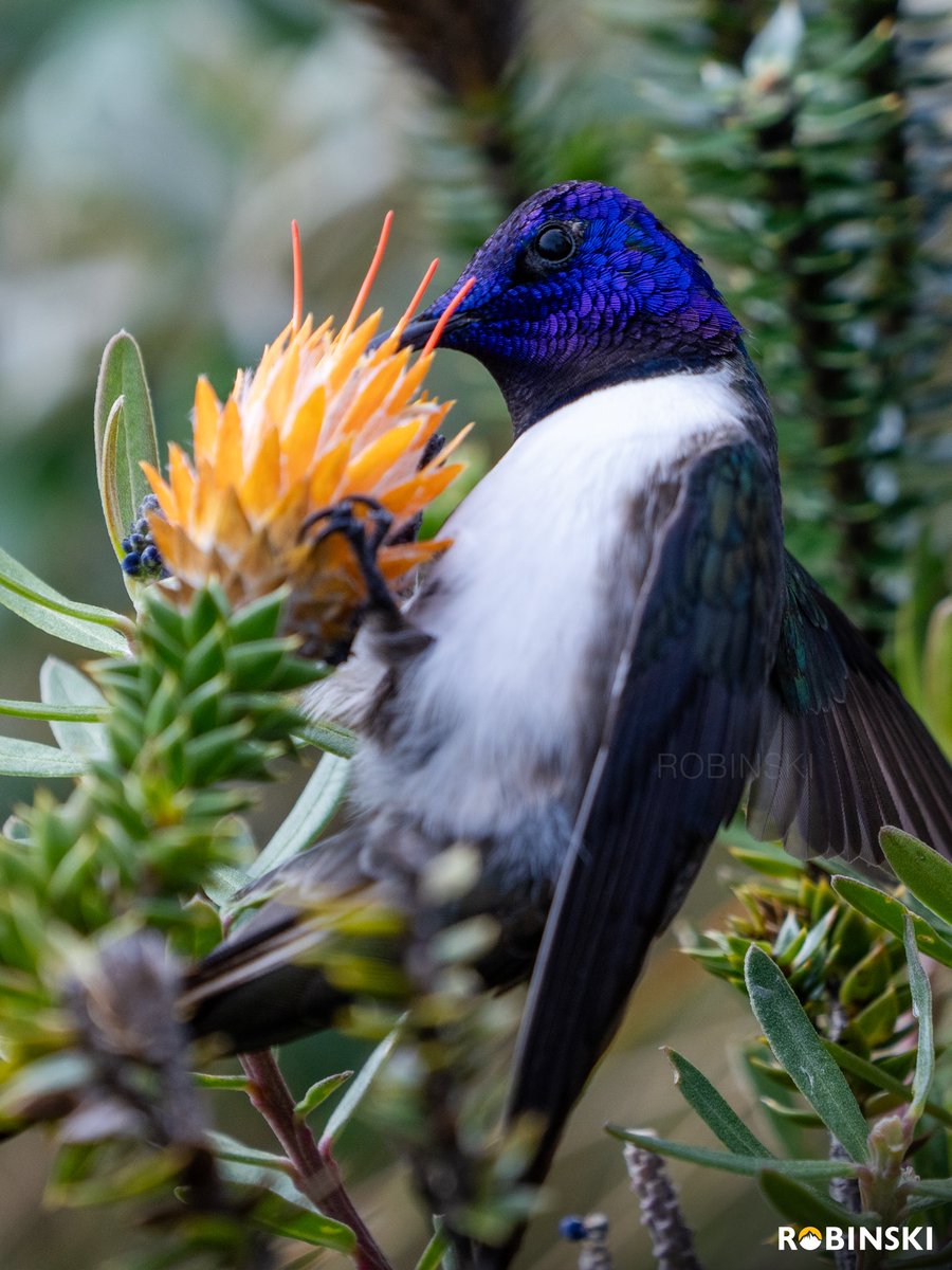 Robinski__'s tweet photo. Observo al Ecuadorian Hillstar y me es imposible no verme reflejado en su andar, siempre volviendo a sus flores de siempre, a sus ramas de confianza, territorial como él solito. 

Yo, un costeño que siempre vuelvo a mis montañas. Para alimentarme como el colibrí con el polen. https://t.co/Pkzel2WU2h