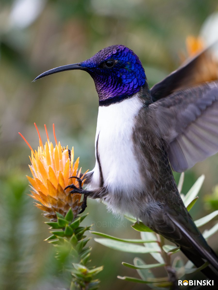Robinski__'s tweet photo. Observo al Ecuadorian Hillstar y me es imposible no verme reflejado en su andar, siempre volviendo a sus flores de siempre, a sus ramas de confianza, territorial como él solito. 

Yo, un costeño que siempre vuelvo a mis montañas. Para alimentarme como el colibrí con el polen. https://t.co/Pkzel2WU2h