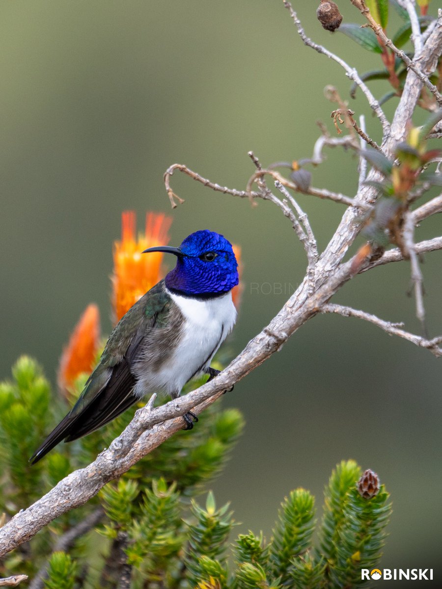 Robinski__'s tweet photo. Observo al Ecuadorian Hillstar y me es imposible no verme reflejado en su andar, siempre volviendo a sus flores de siempre, a sus ramas de confianza, territorial como él solito. 

Yo, un costeño que siempre vuelvo a mis montañas. Para alimentarme como el colibrí con el polen. https://t.co/Pkzel2WU2h