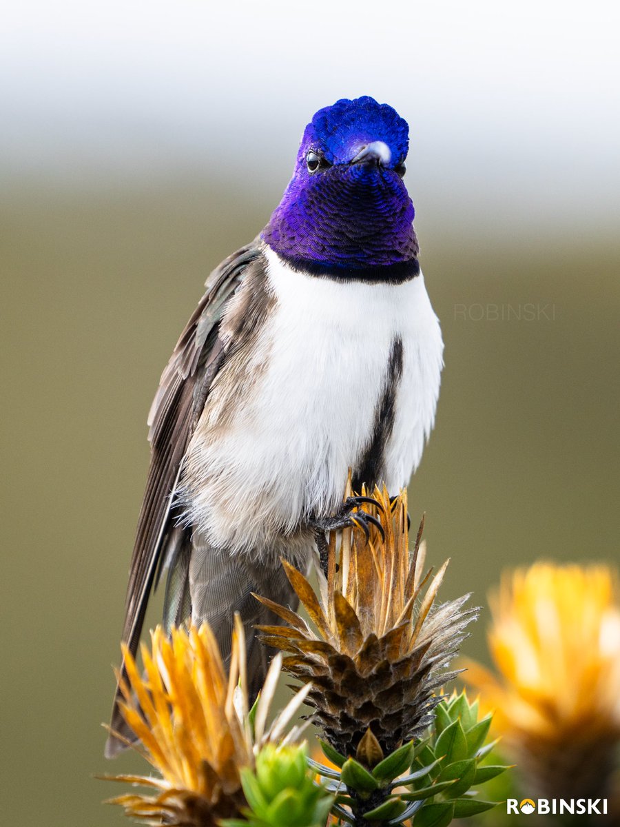 Robinski__'s tweet photo. Observo al Ecuadorian Hillstar y me es imposible no verme reflejado en su andar, siempre volviendo a sus flores de siempre, a sus ramas de confianza, territorial como él solito. 

Yo, un costeño que siempre vuelvo a mis montañas. Para alimentarme como el colibrí con el polen. https://t.co/Pkzel2WU2h