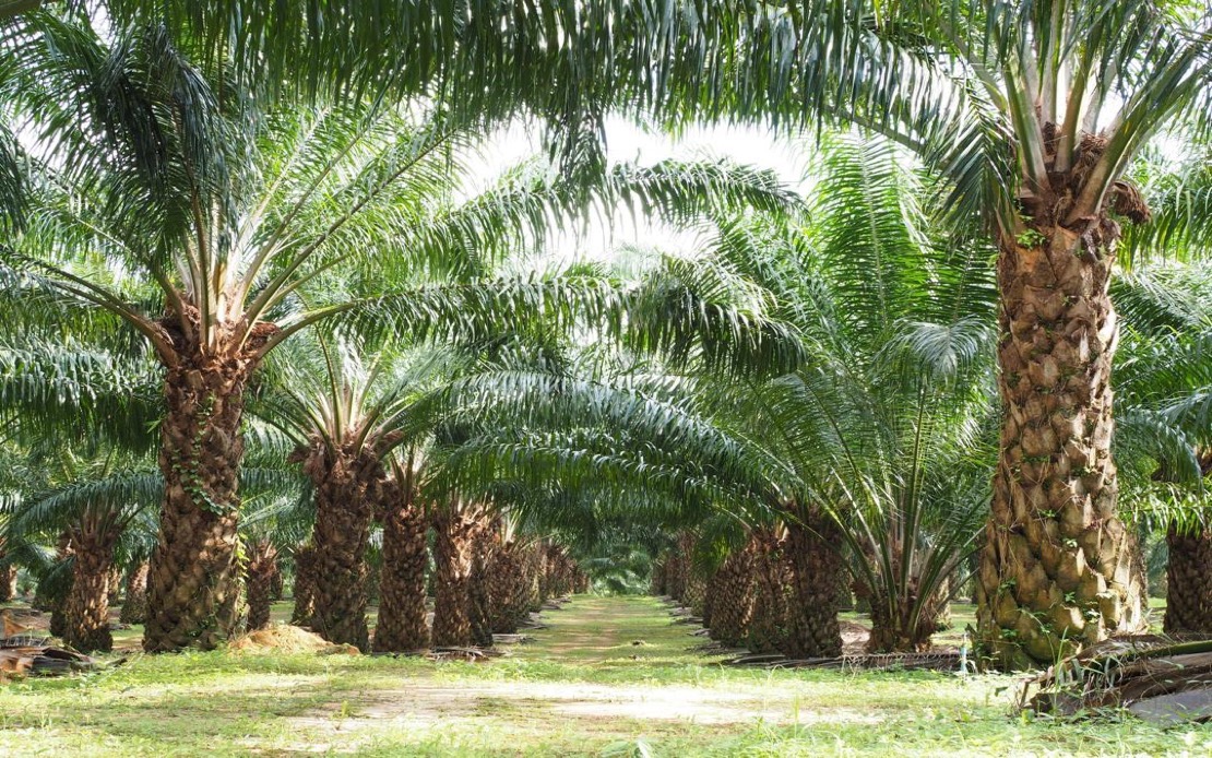 BernamaBiz's tweet photo. Thailand Cadang Tingkat Simpanan Beras 30 Peratus, Minyak Sawit Mentah 20 Peratus

#dunia #Thailand #beras #MinyakSawitMentah #ElNino

https://t.co/X79dDwV37w https://t.co/mhQuXeabSp