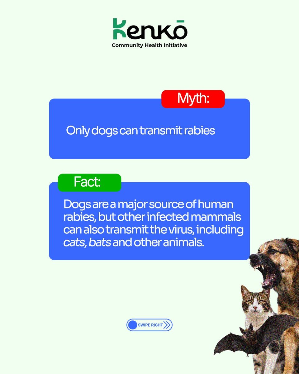 KenkoChesint's tweet photo. 1/
RABIES: Myth vs Fact 🐾🚨

Let's clear the air. A thread 🧵👇

2/
❌ MYTH: Only dogs carry rabies
✅ FACT: Any mammal fit carry am. Cats, monkeys, even bats 🐱🐒🦇 No be only dog you go dey watch for.

3/
❌ MYTH: If the animal looks healthy, e no fit get rabies
✅ FACT: Rabies no dey show for face 👀 An infected animal fit look normal reach weeks before symptoms show.

4/
❌ MYTH: Once symptoms start, treatment go still work
✅ FACT: E no be so ⚠️ Once symptoms don show, rabies dey almost always fatal. Na why quick action after a bite matter well well ⏱️