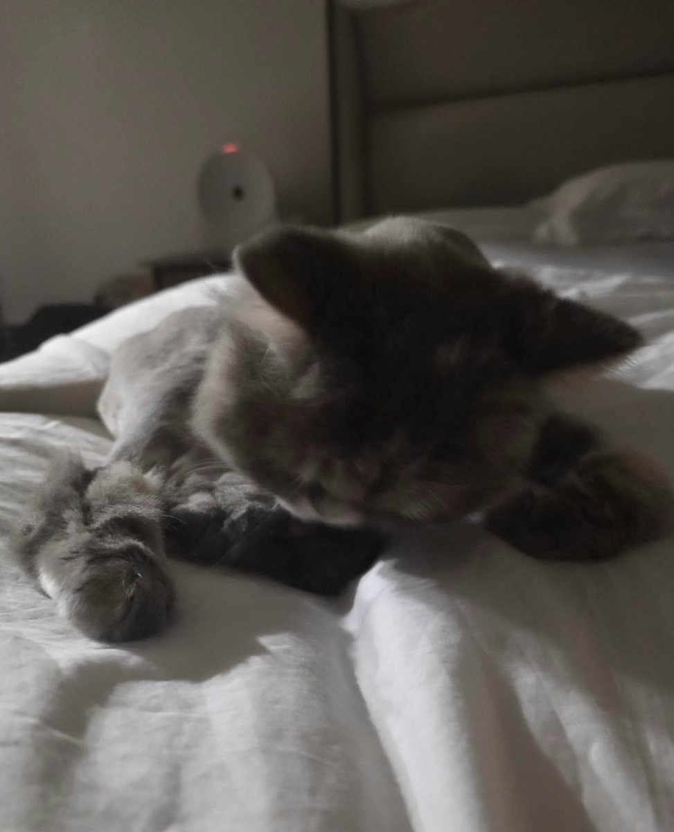 Tanglove09's tweet photo. 没有人可以拒绝猫咪🐱 https://t.co/MEiv0RVOCl