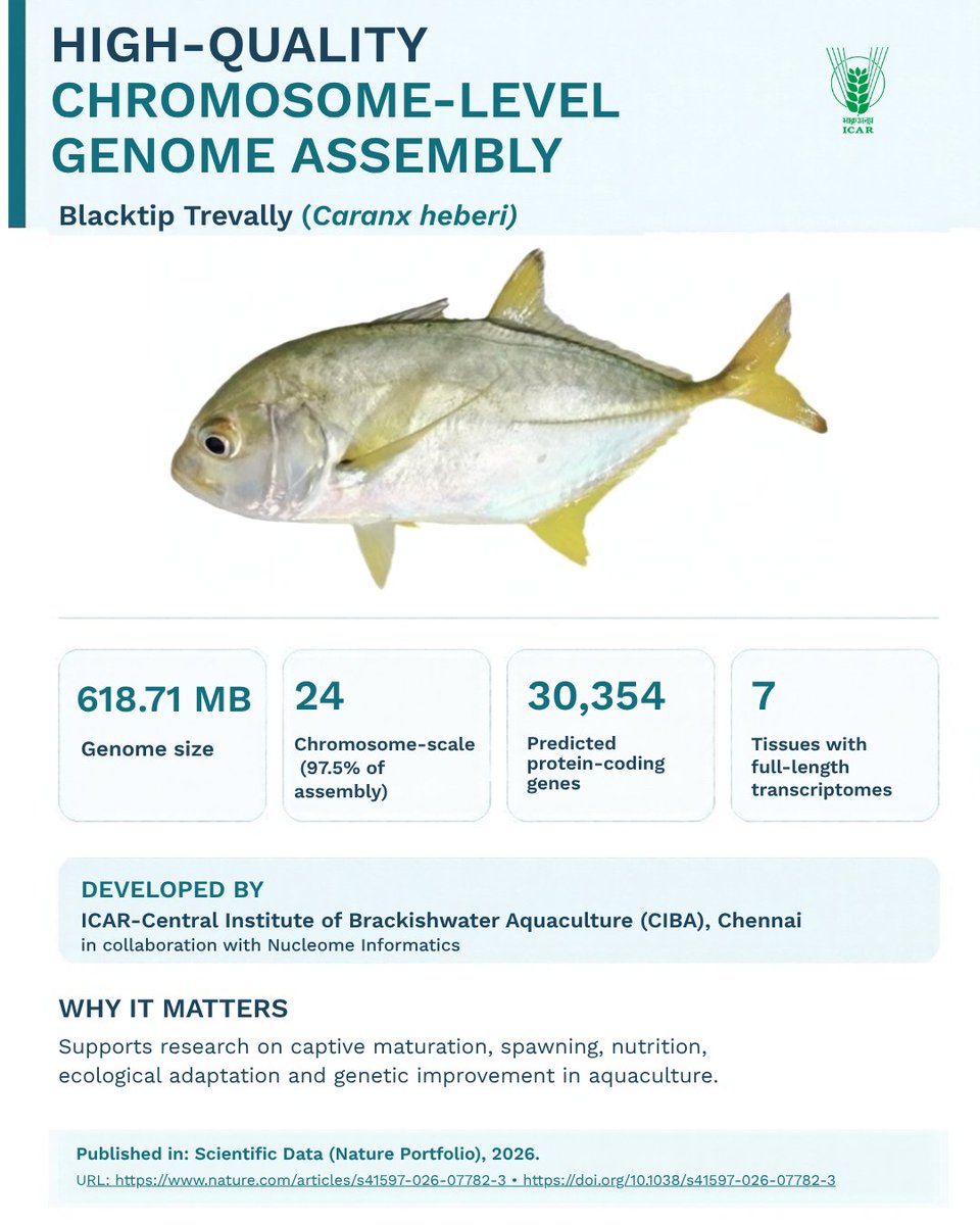 icarindia's tweet photo. ICAR-CIBA &amp; Nucleome Informatics developed a chromosome-level genome of Blacktip Trevally (Caranx heberi) to advance aquaculture research. https://t.co/XprSmKjd9x

#ICAR @ChouhanShivraj @icarciba @PIB_India https://t.co/EIcUnOwdpo