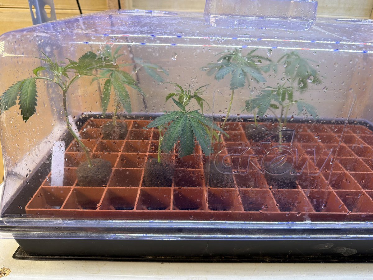 beardedroots420's tweet photo. 🚨GIVEAWAY TIME 🚨

You know me let’s keep this one easy and this one’s for the growers ! 

I will have a couple clones left over and would like to pick 2winners !

I will have mousse x that is bred by jlsmonster on  IG ! Hunter and selected by me! Washes great and has amazing structure and vigor and satcks very well.
Very complex berry terpsup front and a creamy finish really.a fuxiimg stellar terp profile she's special to me! 

Also have rainbow colonel 1 bred by him as well it's actually his breeder cutt and is amazing hasher as well. Has a burnt rubber permanent marker style terp! Last time I ran her was dead winter and I didn’t have that at all I had a fruity profile with hints of that marker and rubber terp. Really impressive actually.

My plan is to use the 2 extra rooted clones I'll have. (Still waiting on roots) I'll ship one of each to the winners! 

That's 2 pretty fire cutts to 2 winners. The mousse x I have is serious! 

Just like,share, and tag 2 growers! 

I will pick a winner from the comments on the 30th. From this post. 

Good luck and please don't play if your not willing to recieve the cutt it! Will be shipped usps and I will just need an address!