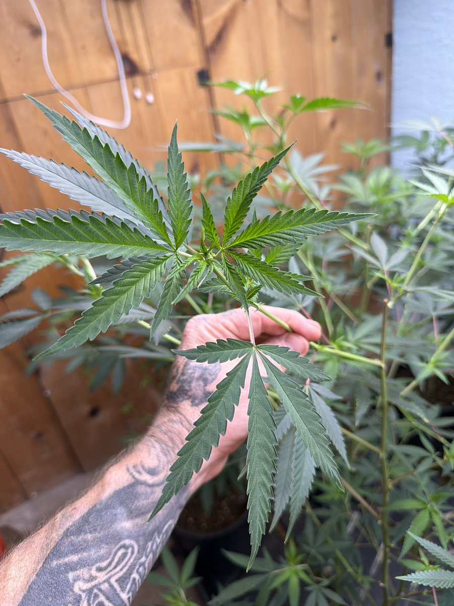 beardedroots420's tweet photo. 🚨GIVEAWAY TIME 🚨

You know me let’s keep this one easy and this one’s for the growers ! 

I will have a couple clones left over and would like to pick 2winners !

I will have mousse x that is bred by jlsmonster on  IG ! Hunter and selected by me! Washes great and has amazing structure and vigor and satcks very well.
Very complex berry terpsup front and a creamy finish really.a fuxiimg stellar terp profile she's special to me! 

Also have rainbow colonel 1 bred by him as well it's actually his breeder cutt and is amazing hasher as well. Has a burnt rubber permanent marker style terp! Last time I ran her was dead winter and I didn’t have that at all I had a fruity profile with hints of that marker and rubber terp. Really impressive actually.

My plan is to use the 2 extra rooted clones I'll have. (Still waiting on roots) I'll ship one of each to the winners! 

That's 2 pretty fire cutts to 2 winners. The mousse x I have is serious! 

Just like,share, and tag 2 growers! 

I will pick a winner from the comments on the 30th. From this post. 

Good luck and please don't play if your not willing to recieve the cutt it! Will be shipped usps and I will just need an address!
