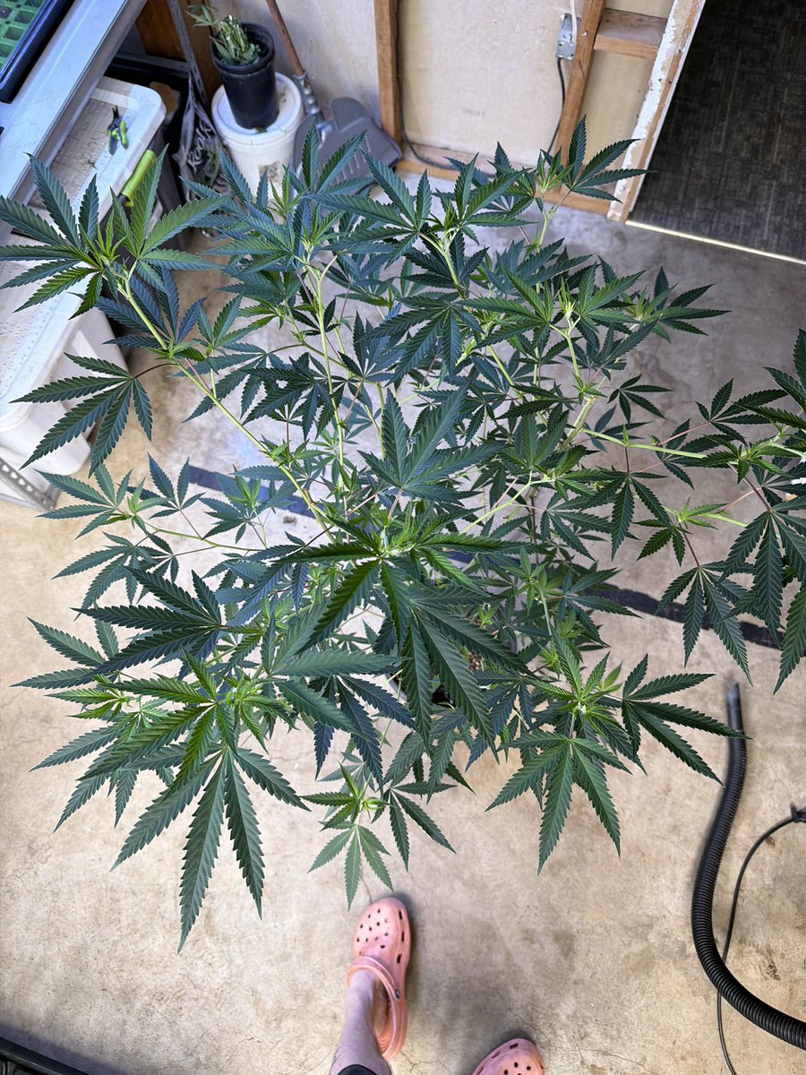 beardedroots420's tweet photo. 🚨GIVEAWAY TIME 🚨

You know me let’s keep this one easy and this one’s for the growers ! 

I will have a couple clones left over and would like to pick 2winners !

I will have mousse x that is bred by jlsmonster on  IG ! Hunter and selected by me! Washes great and has amazing structure and vigor and satcks very well.
Very complex berry terpsup front and a creamy finish really.a fuxiimg stellar terp profile she's special to me! 

Also have rainbow colonel 1 bred by him as well it's actually his breeder cutt and is amazing hasher as well. Has a burnt rubber permanent marker style terp! Last time I ran her was dead winter and I didn’t have that at all I had a fruity profile with hints of that marker and rubber terp. Really impressive actually.

My plan is to use the 2 extra rooted clones I'll have. (Still waiting on roots) I'll ship one of each to the winners! 

That's 2 pretty fire cutts to 2 winners. The mousse x I have is serious! 

Just like,share, and tag 2 growers! 

I will pick a winner from the comments on the 30th. From this post. 

Good luck and please don't play if your not willing to recieve the cutt it! Will be shipped usps and I will just need an address!
