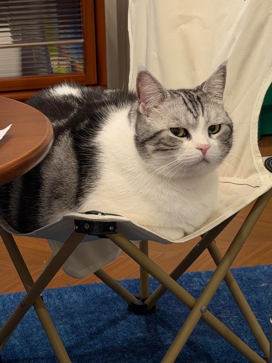 nocontextscats's tweet photo. Judging https://t.co/4b2Gp4ZQWZ
