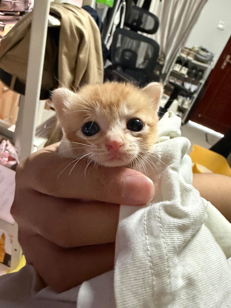 nocontextscats's tweet photo. so smol https://t.co/Hx8oC0GCJl
