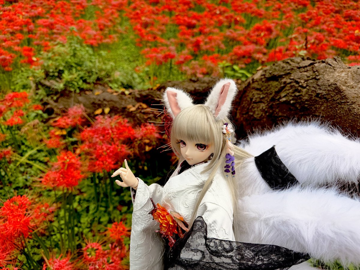 Inari1604's tweet photo. 権現堂堤の彼岸花満開中。
#お姉さんドール普及活動 https://t.co/qHFoHzjKsL