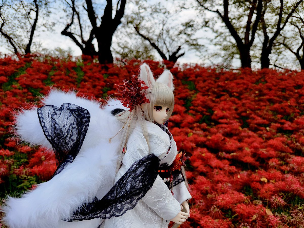 Inari1604's tweet photo. 権現堂堤の彼岸花満開中。
#お姉さんドール普及活動 https://t.co/qHFoHzjKsL