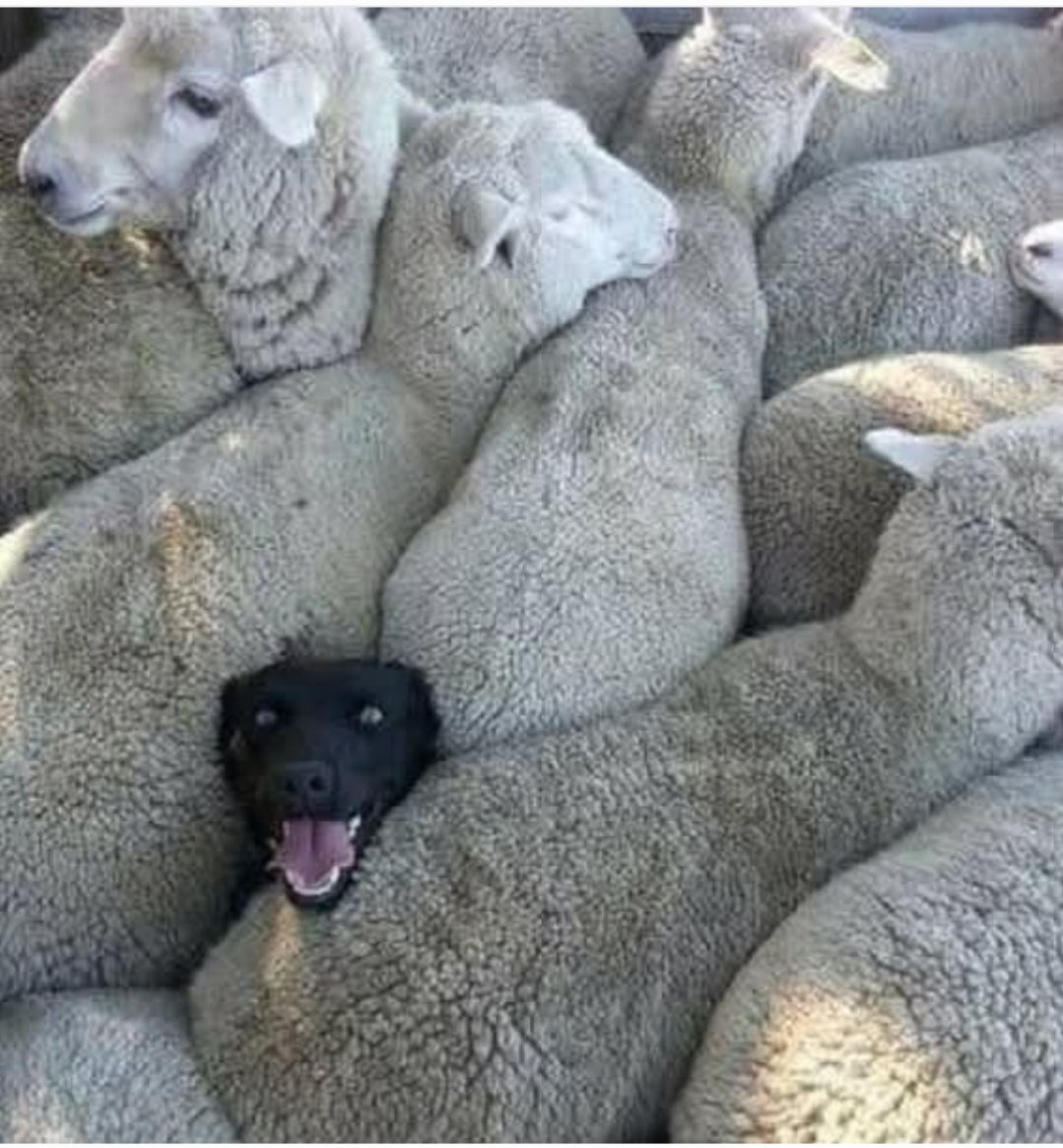 AbGamble1's tweet photo. When you lie on your resume about your herding experience.. https://t.co/uxXd0orMYR