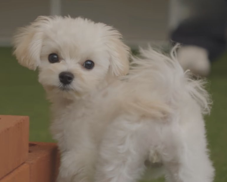 sunshine_080507's tweet photo. pponyo is such a beautiful puppy.... she's like a doll https://t.co/22q0YbmVXt